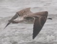 /album/photogallery/lbb-gull-tanji-nov-13-no-5-jpg/
